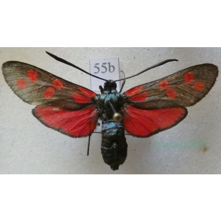 Zygaena filipendulae (Linnaeus, 1758) Kraśnik sześcioplamek Czech55b